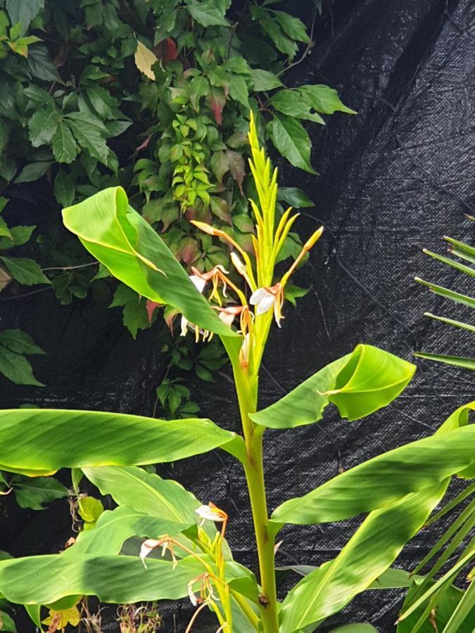 Tropical Garden Oasis Rooms Birmingham Dış mekan fotoğraf