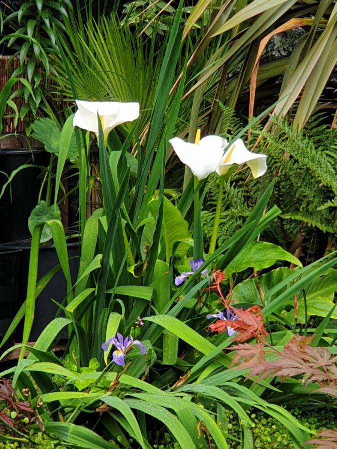 Tropical Garden Oasis Rooms Birmingham Dış mekan fotoğraf