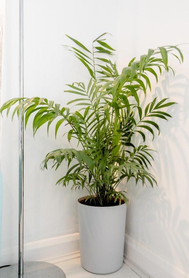 Tropical Garden Oasis Rooms Birmingham Dış mekan fotoğraf